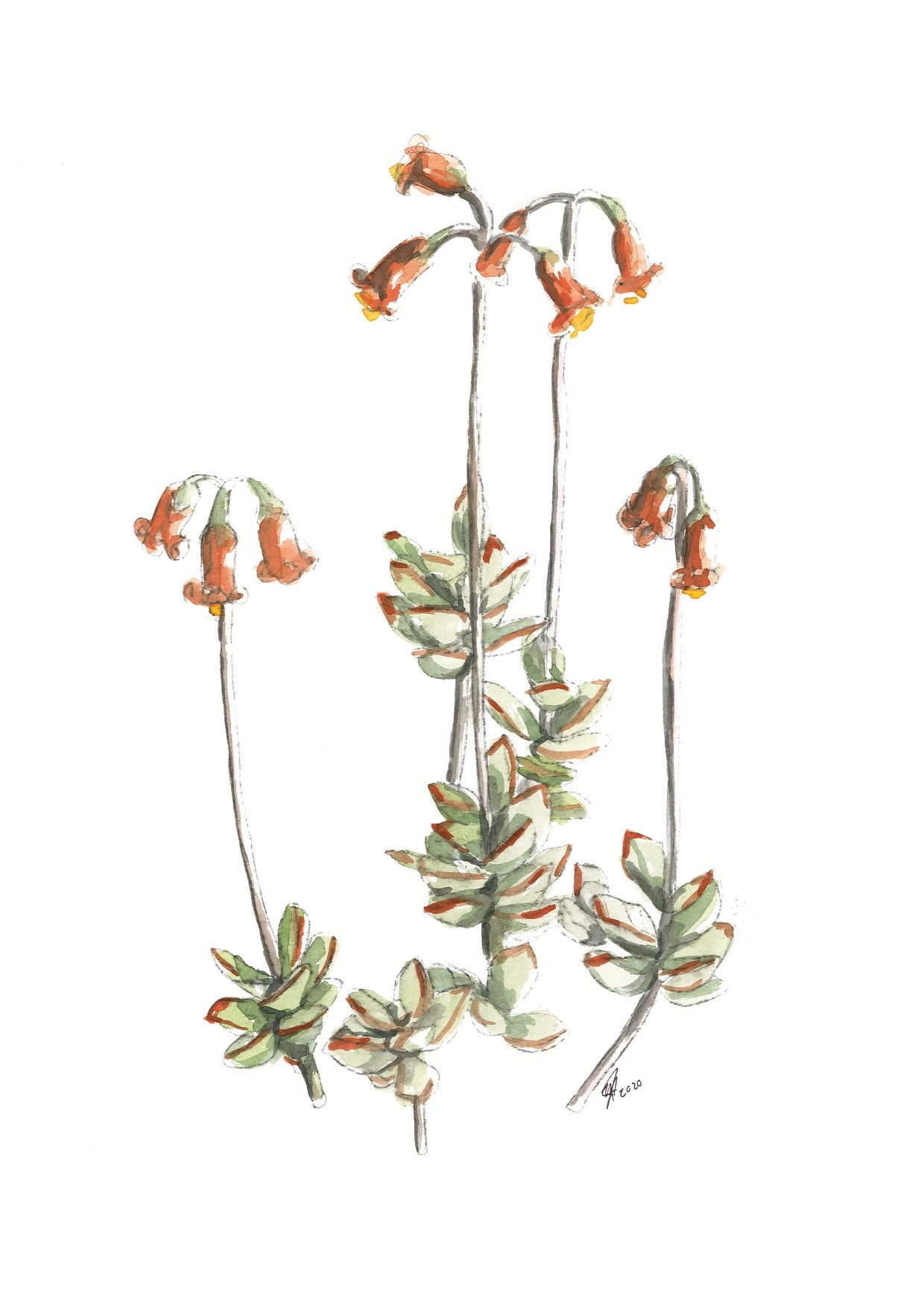 Card Succulent 1