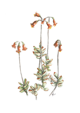 Card Succulent 1