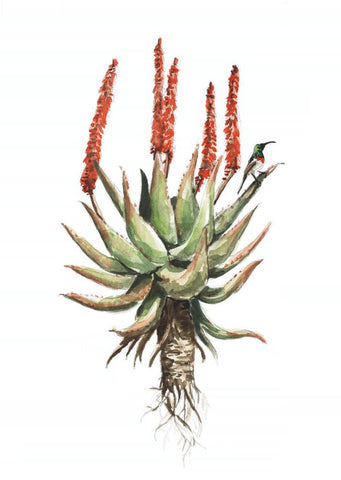 Card Aloe