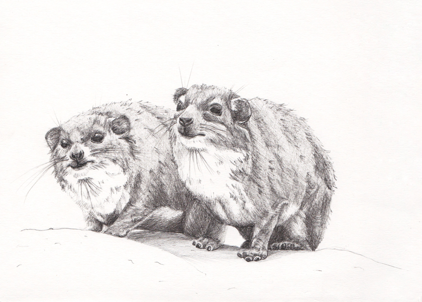Print Dassies A5