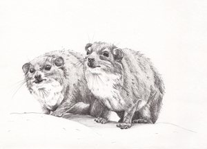 Print Dassies A5