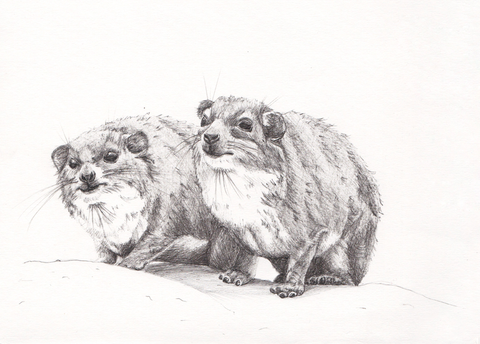 Print Dassies A5