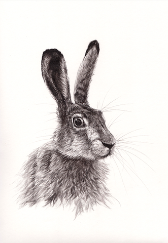 Print Hare A4