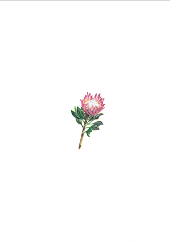 Print Protea King A5