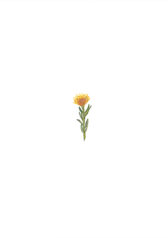 Print Protea Pincushion A5