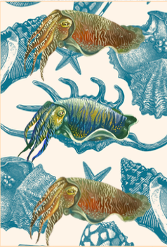 Card Cuttle Fish