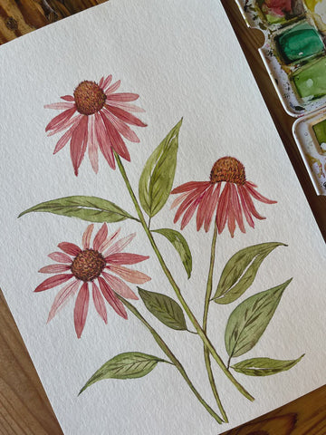 Print A4 Coneflower