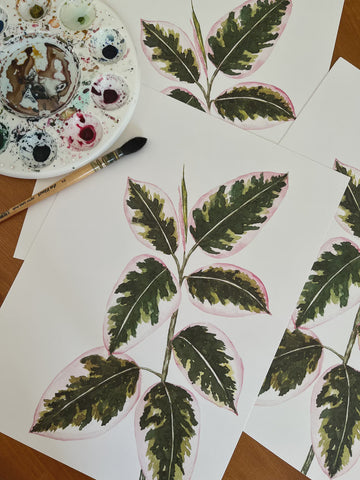 Print A4 Ficus Plant