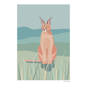 Print A3 African Wild Caracal