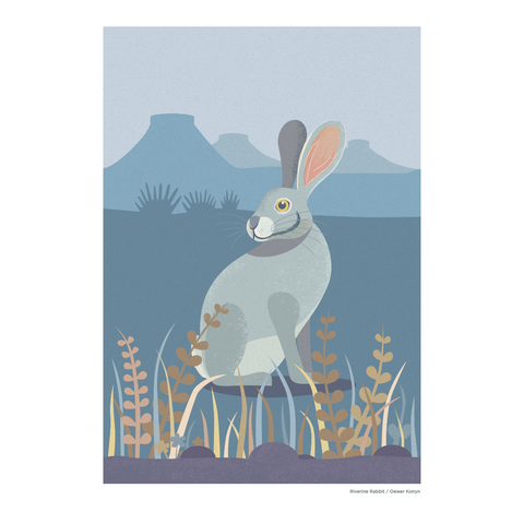 Print A4 African Wild Rabbit